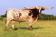 J&R'S RAWHIDE