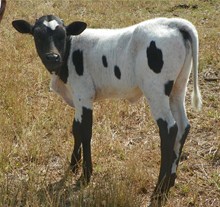 J And R TT Heifer