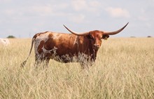 JTW RED ROSE OF TEXAS