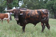 Wow's Calico Jack