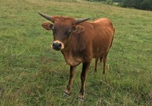 JERRY LEE'S ROSIE
