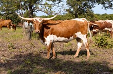 KF Sheza Bizi Body 