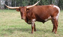 CV  KANSAS COWGIRL