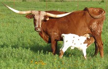 M Arrow Kelly 2015 calf