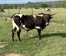 Kettle's Ah-che-wa-wa x Dynamic 0 bull calf