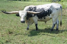 KONGO
