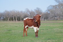 BCR Suzie Q 226