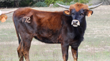 BBR Buffalo Girl