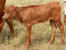 Lazy J's Macie Heifer