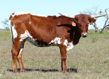 LLL Gunsmoke's Pride