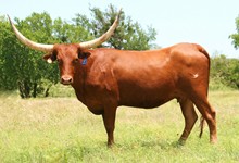 LLL GUNSMOKE'S LEWEZE