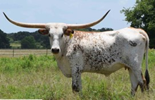 LLL PEPPERCORN