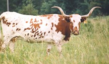 LS PRINCESS 411
