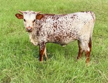 La Moo Pearl LP