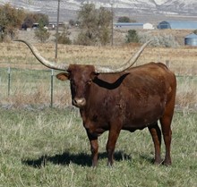LLL Gunsmoke's  Lady