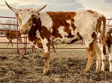 +F Match Made Laramie