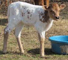 Lasagna Cowgirl CPL
