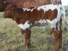 EOT Laveta Bull