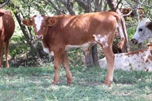 LITE IT UP 2017 BULL CALF