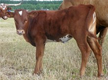 TML Lollipop Heifer