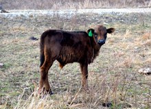 BULL CALF 2
