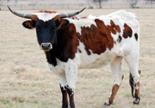 Sombrah's Juanita