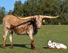 TX W GLENDA