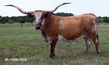 LUCY CREEK'S TEXAS FINA