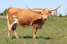 JM5 BLUEBONNET
