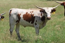 MML ALLENS 361 HEIFER