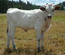 MT Eyelash Heifer