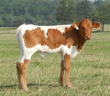 MUSTAFIA X CK DIXIE NICOLE BULL CALF
