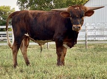 Match x Maiden 2020 Bull