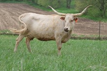 BCF KALUA