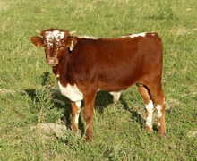 Medicine Girls 16 bull
