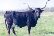 MI TIERRA 635