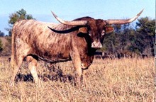 Mi Tierra Phantom