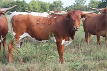 MUSTAFIAS REBA 150