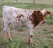 NL HERO X CREME BRULEE HEIFER CALF