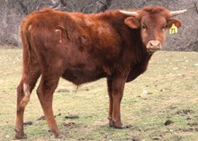 NN TEXAS IRON