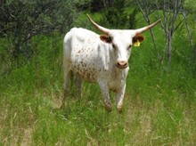 LOT #24-Natty Nancy