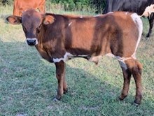 RRR Miss Willy 749 Calf
