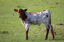 NINE TO NOTHING BULL CALF