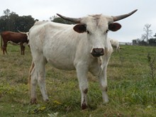2A White Lightning
