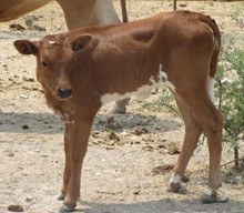 JHCC OUTBACK GLOW HEIFER