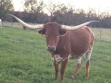 LF OVER DESIRABLE