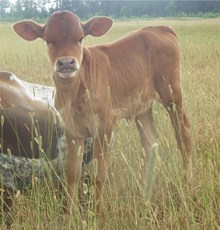 Over Limits Heifer