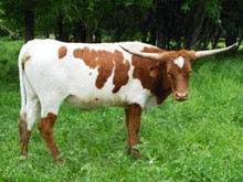 RedStar SomBooty
