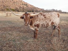 Queen Tuttess Steer
