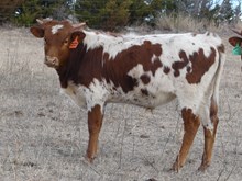 Rim of Rubies bull 2321
